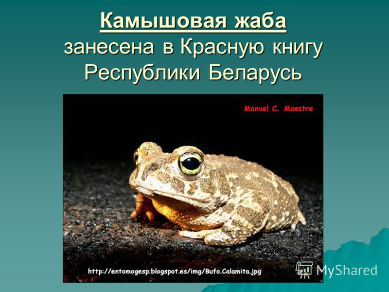 Камышовая жаба занесена в Красную книгу Республики Беларусь