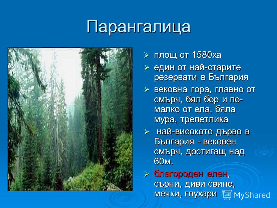 Парангалица площ от 1580ха площ от 1580ха един от най-старите резервати в България един от най-старите резервати в България вековна гора, главно от смърч, бял бор и по- малко от ела, бяла мура, трепетлика вековна гора, главно от смърч, бял бор и по- 