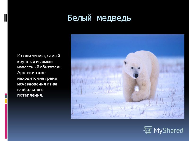 Белый медведь К сожалению, самый крупный и самый известный обитатель Арктики тоже находится на грани исчезновения из-за глобального потепления.