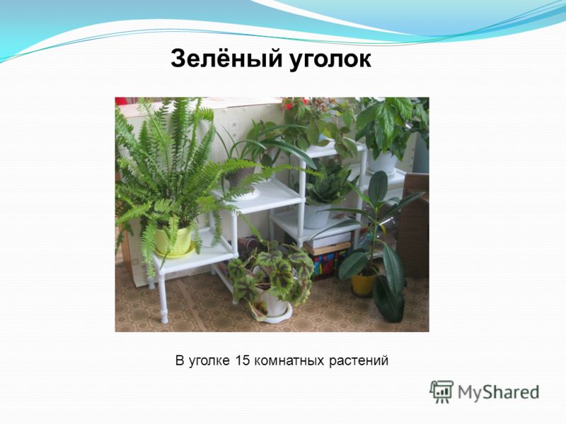 Зелёный уголок В уголке 15 комнатных растений