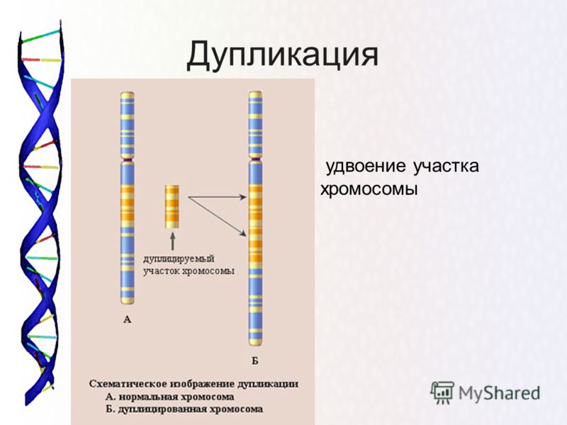 Дупликация удвоение участка хромосомы
