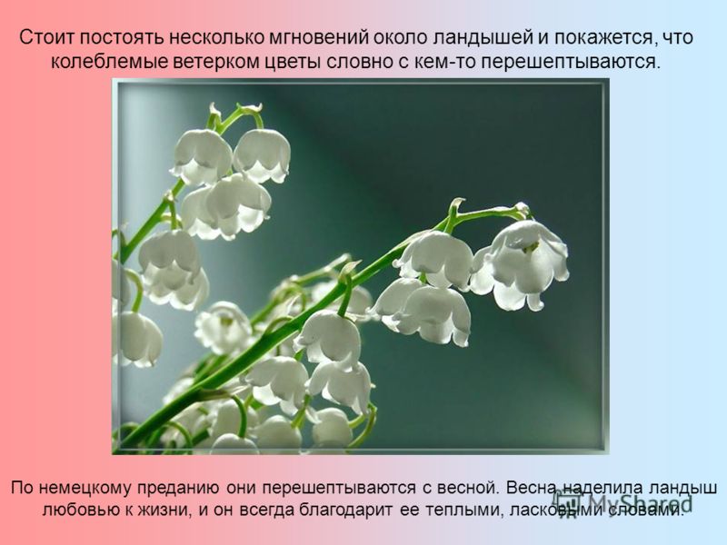 Цветок из слез богородицы Цветок из слез богородицы