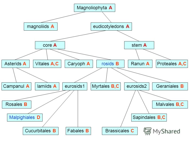 Magnoliophyta A eudicotyledons Amagnoliids A core Astem A Asterids AVitales A,CCaryoph Arosids BRanun AProteales A,C Campanul Alamiids Aeurosids1Myrtales B,Ceurosids2Geraniales B Cucurbitales B Malpighiales D Rosales B Fabales B Sapindales B,C Malval