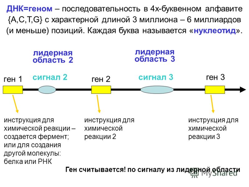 ген 1ген 2 ген 3 ДНК=геном – последовательность в 4х-буквенном алфавите {A,C,T,G} с характерной длиной 3 миллиона – 6 миллиардов (и меньше) позиций. Каждая буква называется «нуклеотид». инструкция для химической реакции – создается фермент; или для с