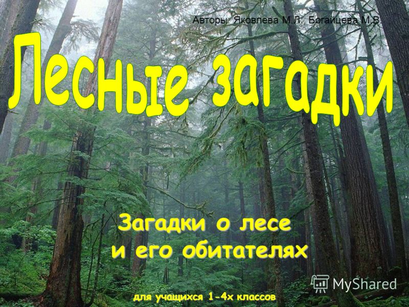 Конкурс загадок о лесе Конкурс загадок о лесе