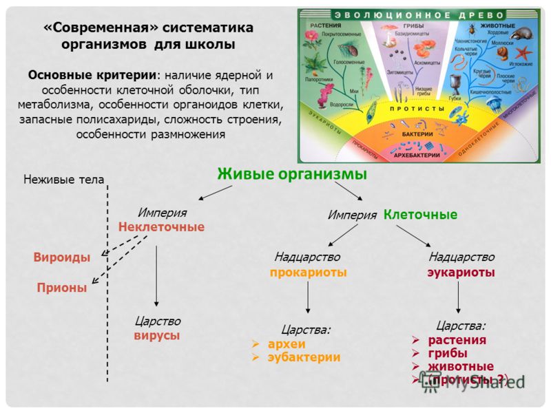 Схема человек живой организм 4 класс схема Схема человек живой организм 4 класс схема