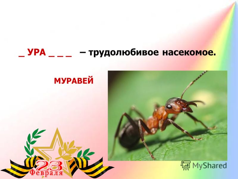 _ УРА _ _ _ – трудолюбивое насекомое. МУРАВЕЙ