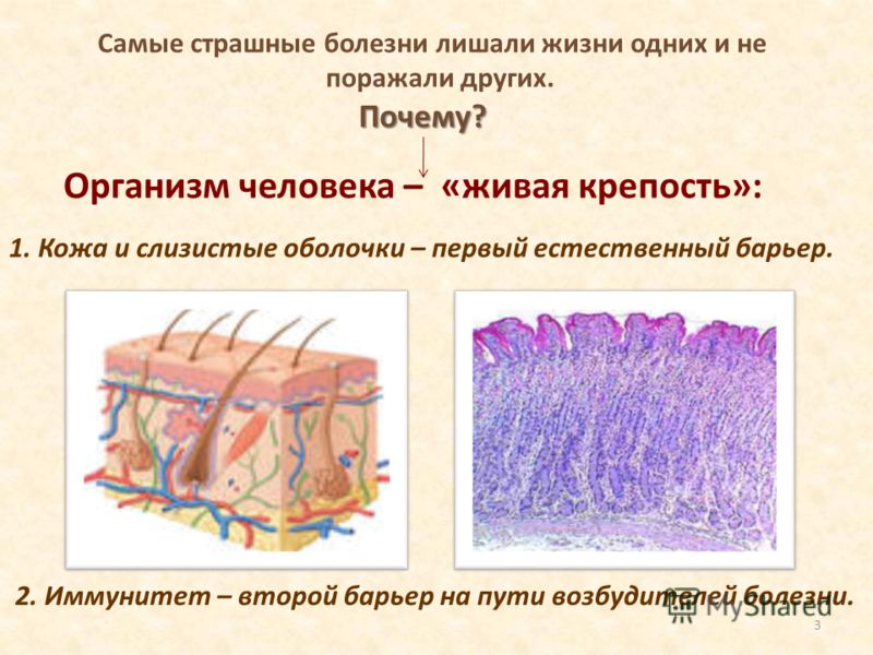 Кожа как внешний барьер Кожа как внешний барьер