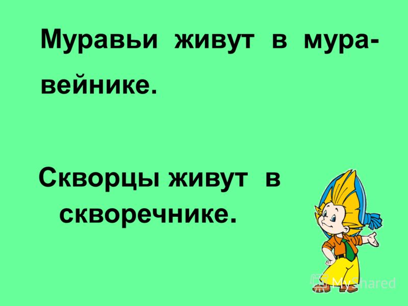 Цветы и травы в картинках, заданиях, стихах и рассказах для детей Cached