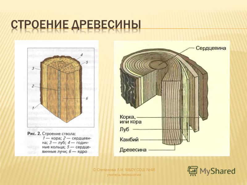 Строение липы - MosRosa.ru