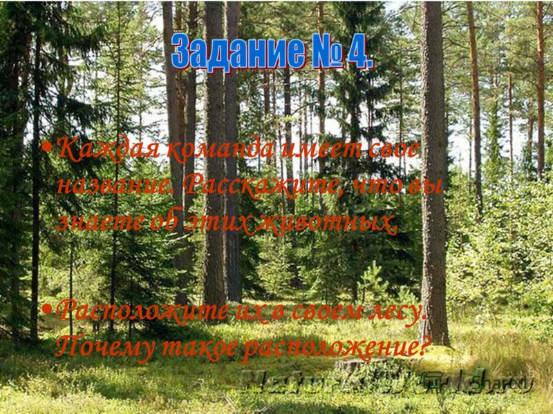 Название команд связанных с лесом Название команд связанных с лесом