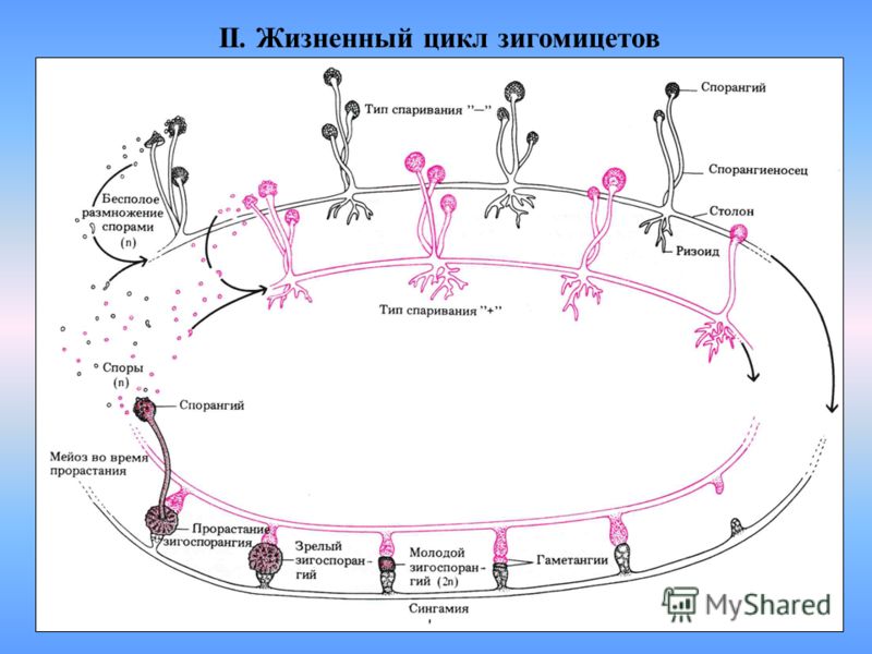 грибы паразиты в жизни человека грибы паразиты в жизни человека