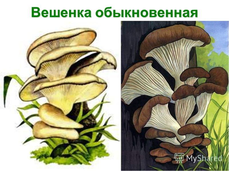 вешёнка гриб вешёнка гриб