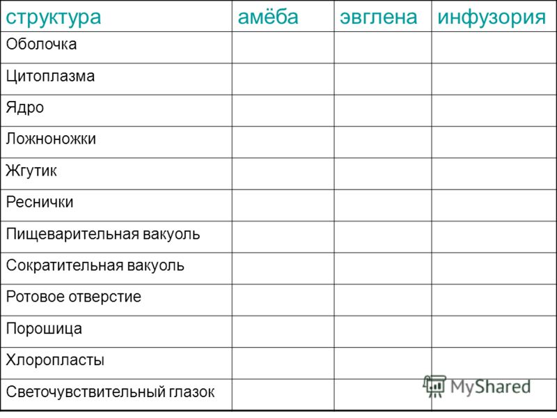 Реснички органоиды передвижения Реснички органоиды передвижения