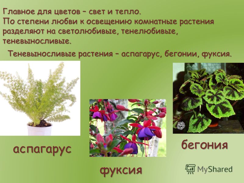 светолюбивые комнатные цветы фото и название смотреть