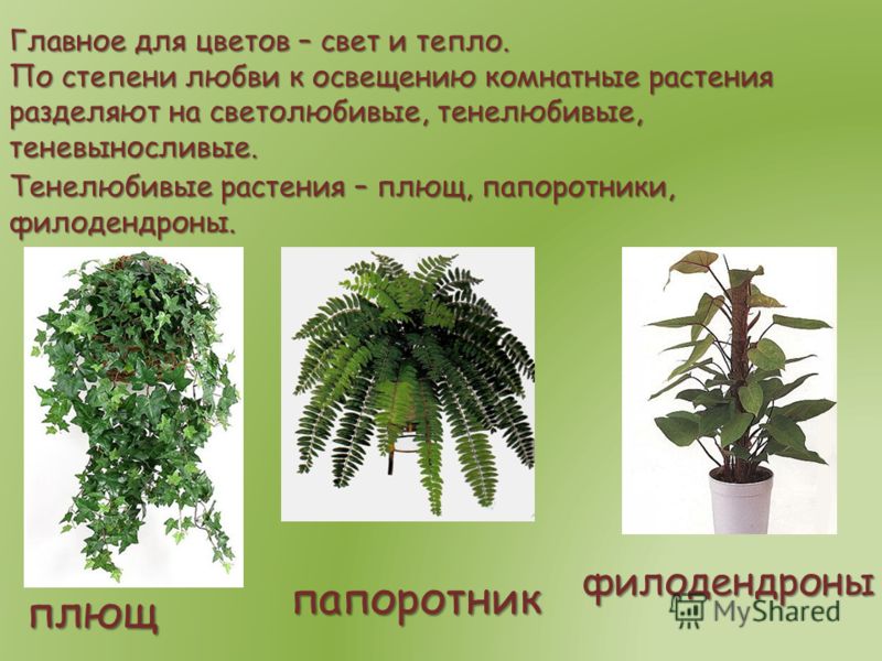 [PUNIQRANDLINE-(au-dating-names.txt) 55 Реферат на тему растения тенелюбивые 7713