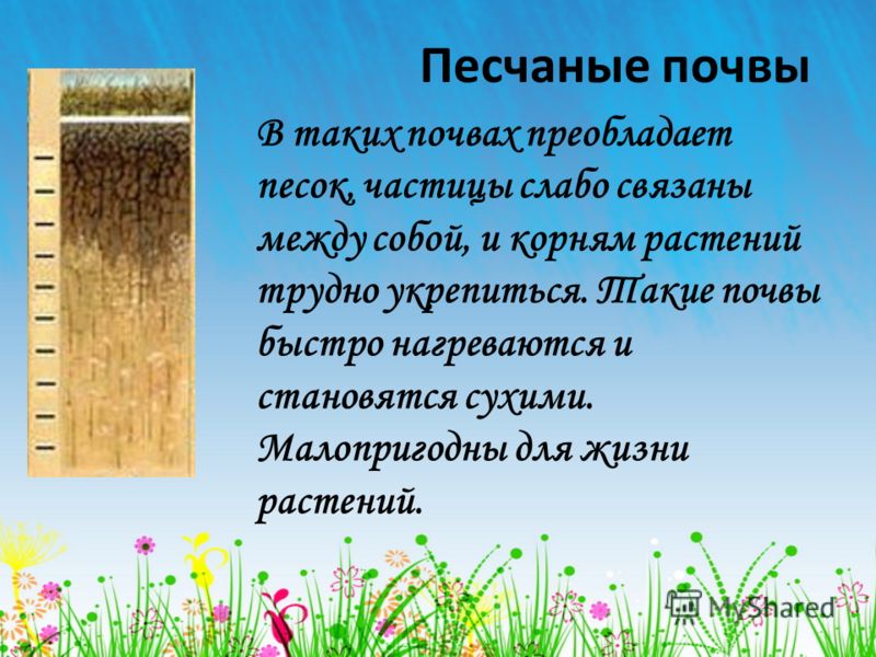 Особенности выращивания на песчаной почве 41