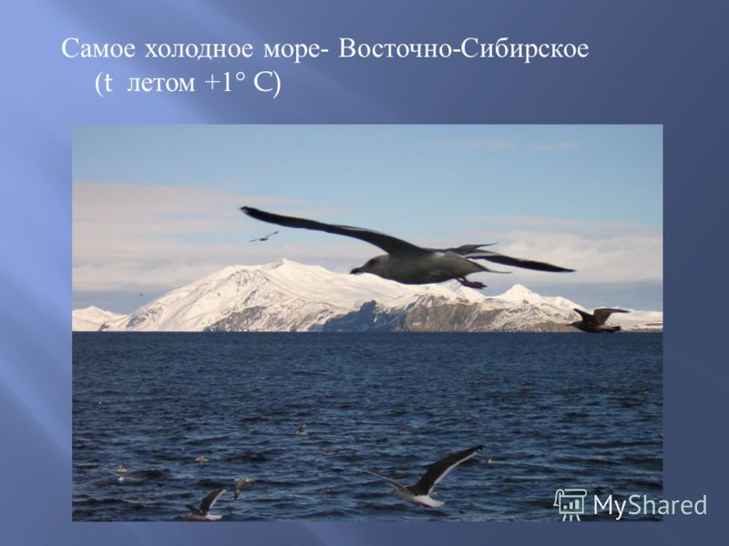 Самое холодное море - Восточно - Сибирское (t летом +1° C)