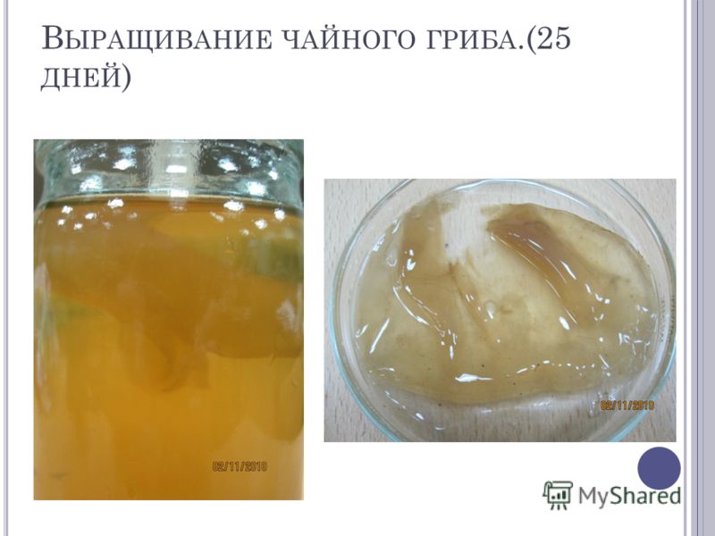 Чай для чайного гриба в домашних условиях Чай для чайного гриба в домашних условиях