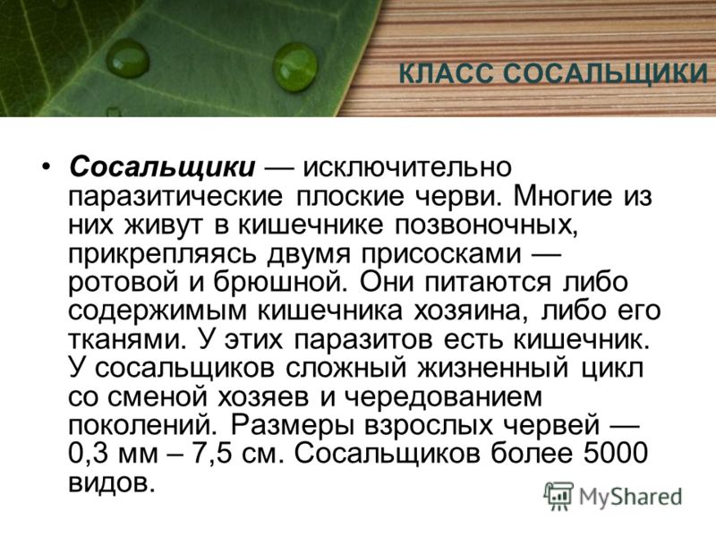 Видео Урок По Теме Паразитические Плоские Черви