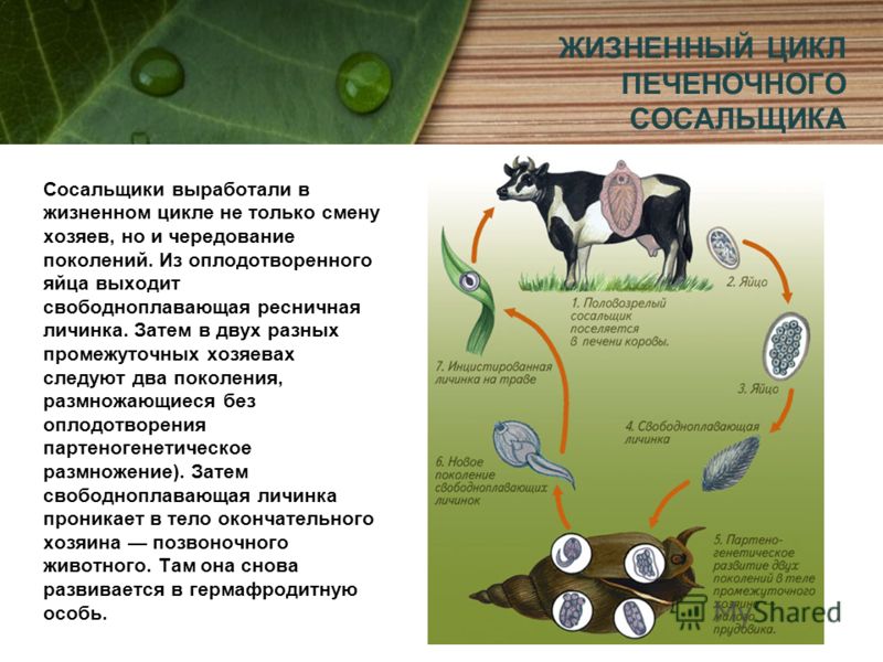 жизненный цикл паразитов человеке жизненный цикл паразитов человеке