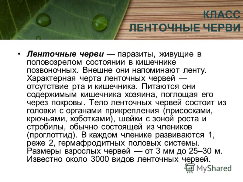черви живущие в кишечнике человека черви живущие в кишечнике человека