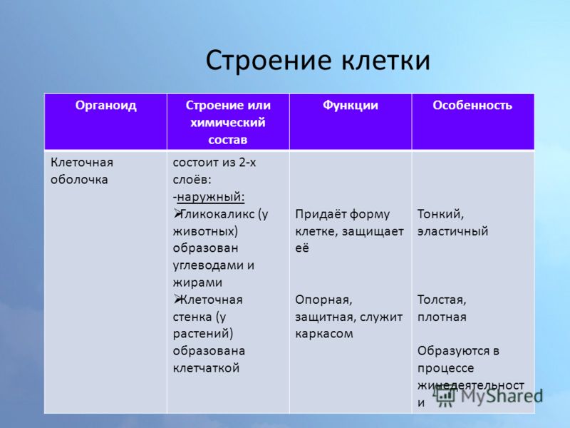 Строение клетки 6 класс фото скачать