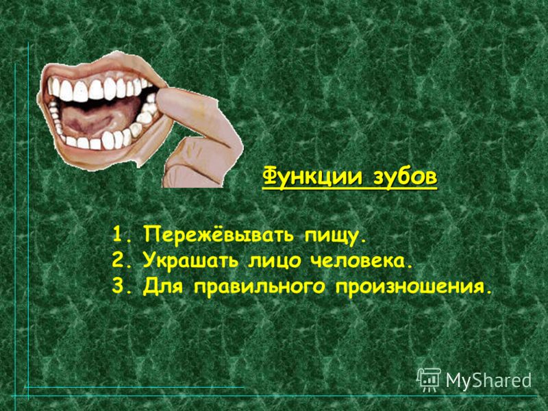 Какими зубами мы пережевываем Какими зубами мы пережевываем