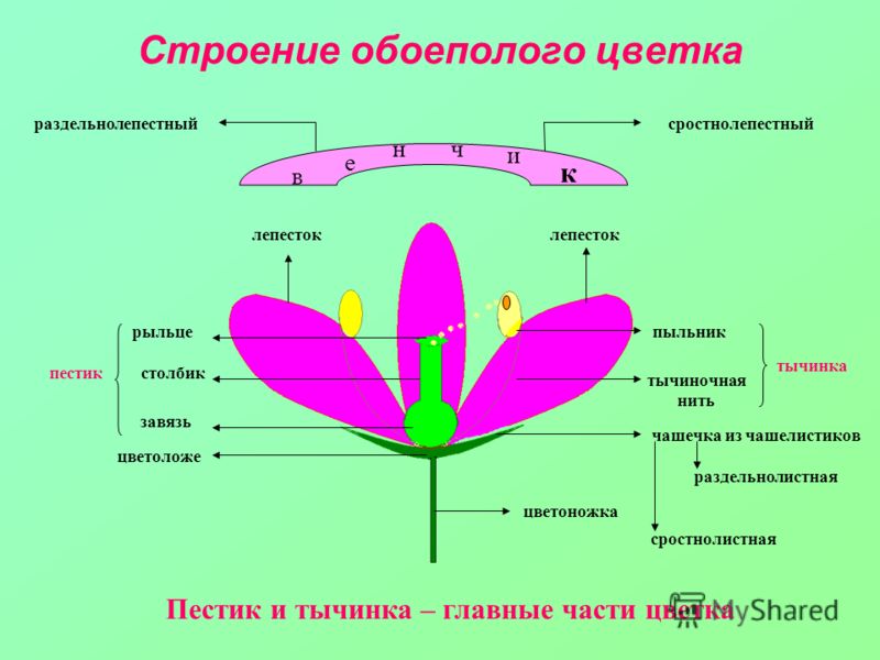 Строение тела растения схема Строение тела растения схема