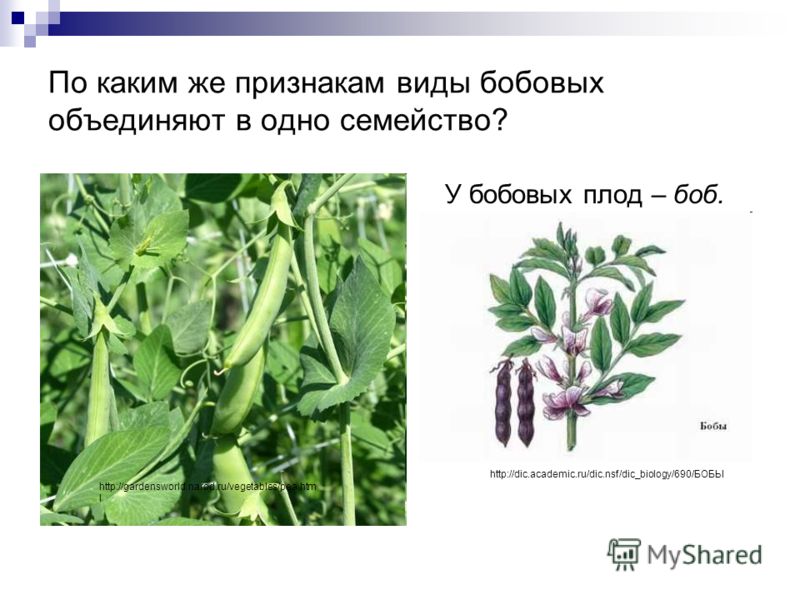 Презентация на тему: "Семейство бобовых Составитель Большаков С. В.". Скачать бе