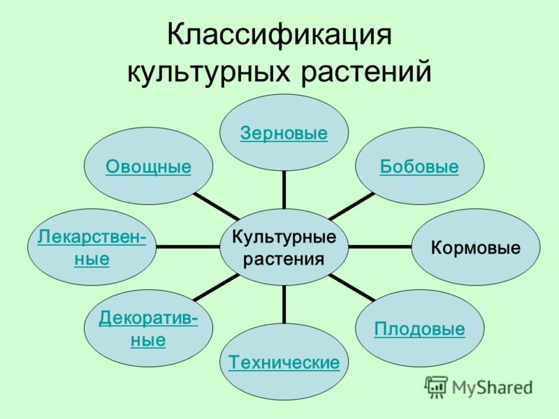 Технические Культуры Реферат