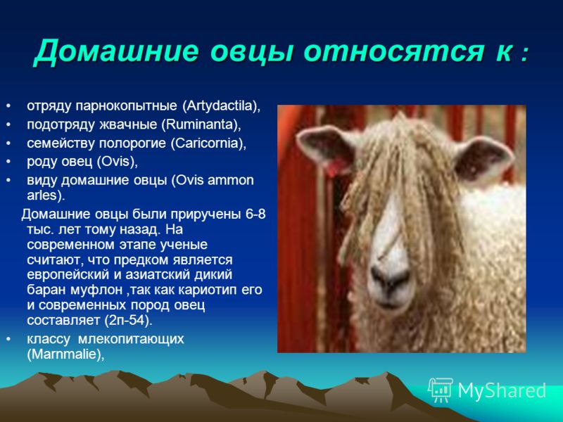 сочинение на тему овцы