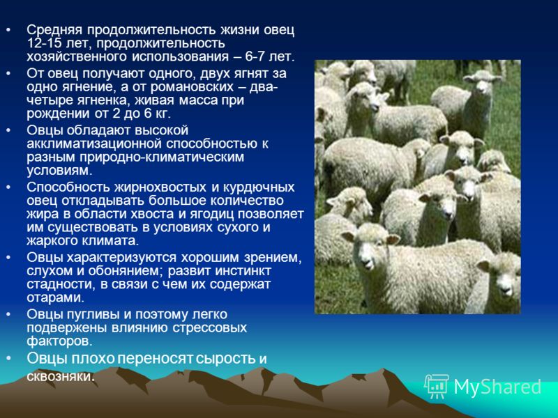 Реферат На Тему Виды Продуктивности Овец Реферат На Тему Виды Продуктивности Овец