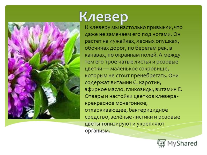 Реферат по теме Клевер луговой (клевер красный) Реферат по теме Клевер луговой (клевер красный)