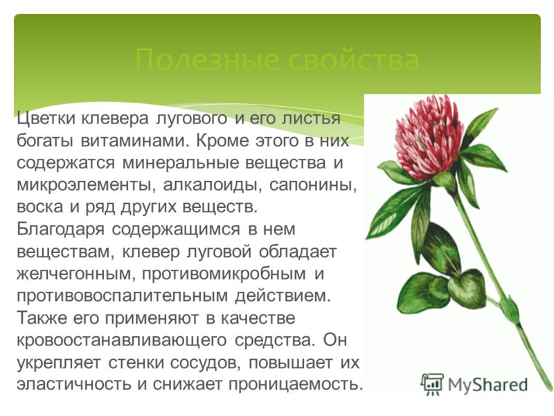 Реферат по теме Клевер луговой (клевер красный) Реферат по теме Клевер луговой (клевер красный)