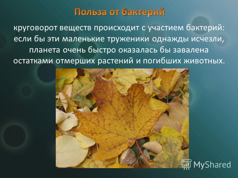 Почему в природе не бывает вредных организмов 5 класс Почему в природе не бывает вредных организмов 5 класс