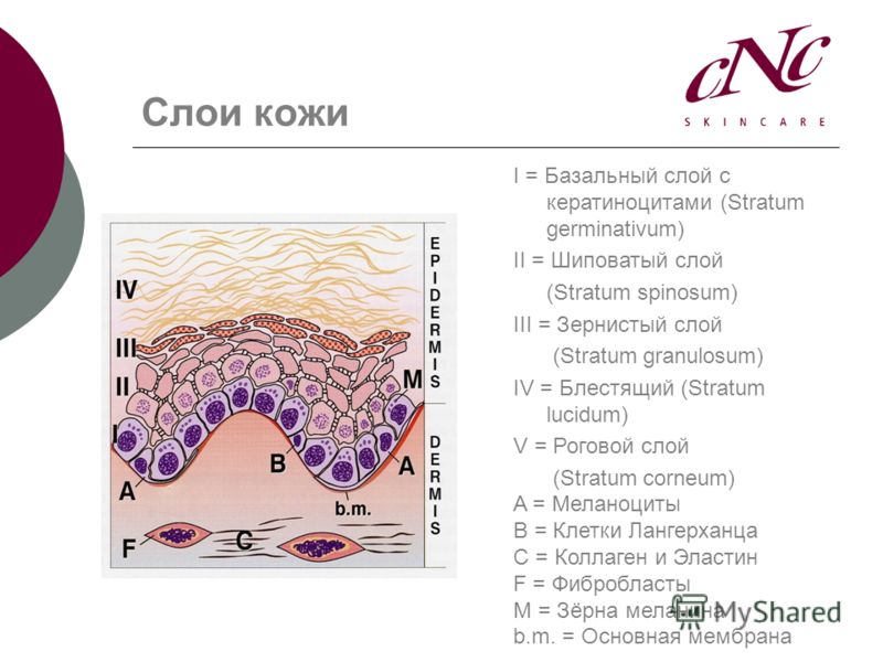 Кожа слои базальный слой шиповатый Кожа слои базальный слой шиповатый
