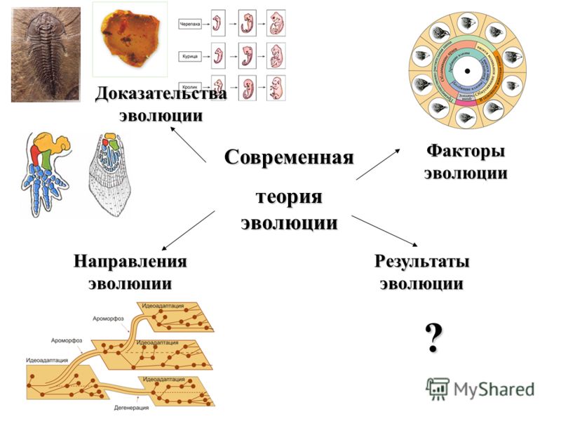 Доказательства эволюции - Биология - Экзамены, ЕГЭ, ОГЭ - 11 класс Какие примеры иллюстрируют эволюционные процессы Какие примеры иллюстрируют эволюционные процессы Какие примеры иллюстрируют эволюционные процессы Современная теория эволюции фото - OlympSchool.ru