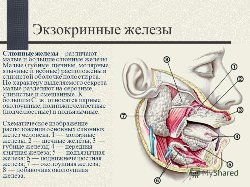 Если не лечить слюнные железы в домашних 119