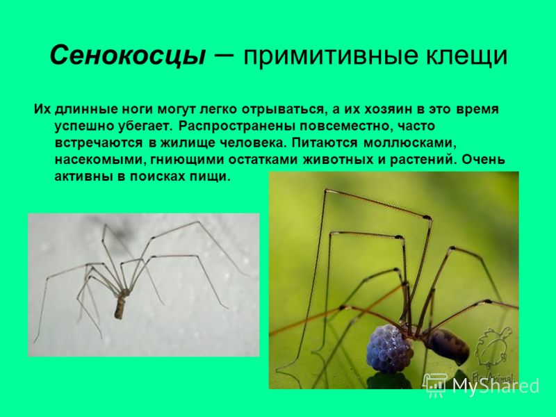 роль паразитов в природе и жизни человека роль паразитов в природе и жизни человека