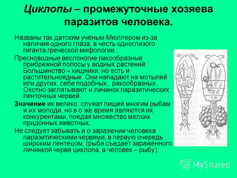 роль паразитов в природе и жизни человека роль паразитов в природе и жизни человека