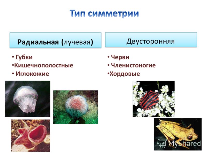 Презентация внеклассного мероприятия "Симметрия вокруг нас" (8 класс, математика