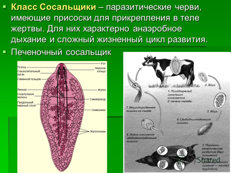 ВЕНЕРИЧЕСКИЕ ЗАБОЛЕВАНИЯ Энциклопедия Болит вылеченный зуб форум