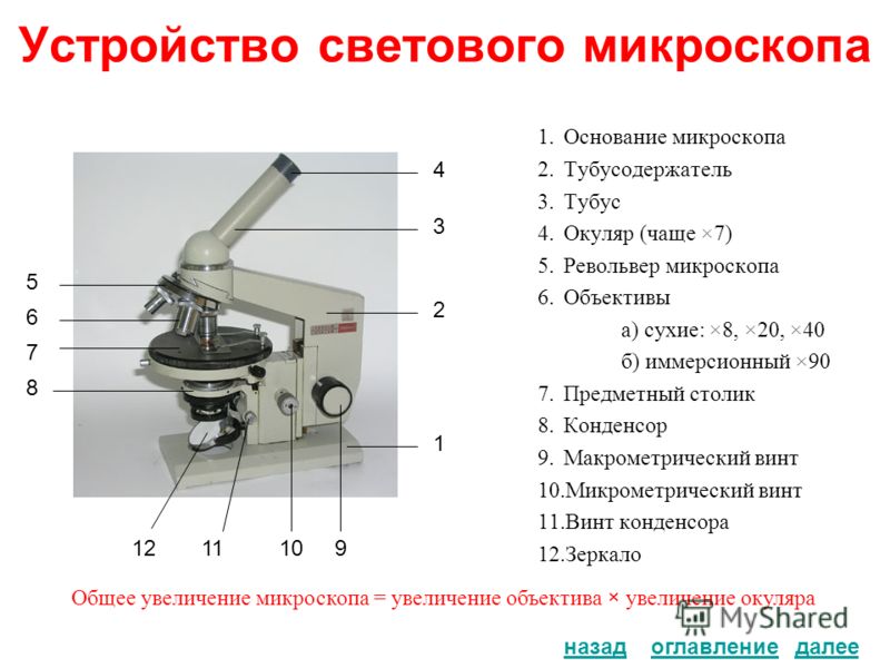 схема строение светового микроскопа