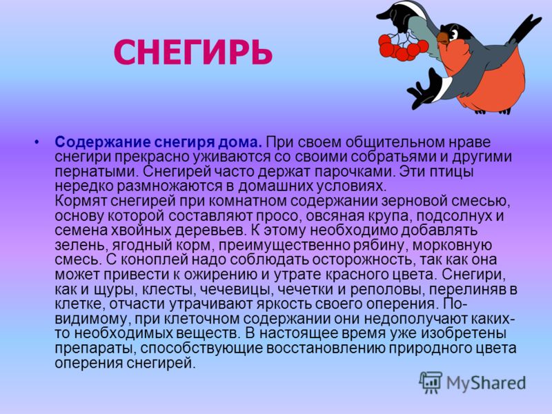 Чем кормить снегирей в домашних условиях Чем кормить снегирей в домашних условиях