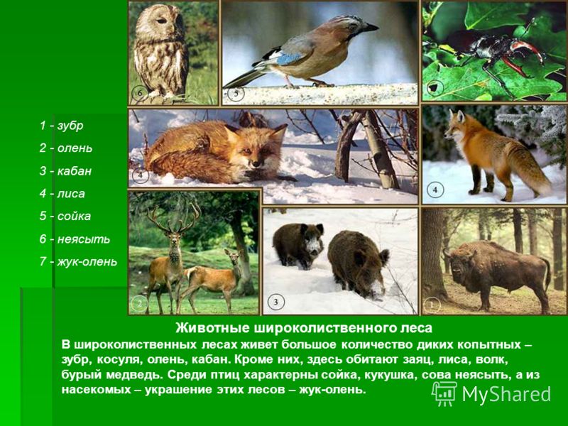 Почему растительный и животный мир зоны лесов более разнообразен Почему растительный и животный мир зоны лесов более разнообразен