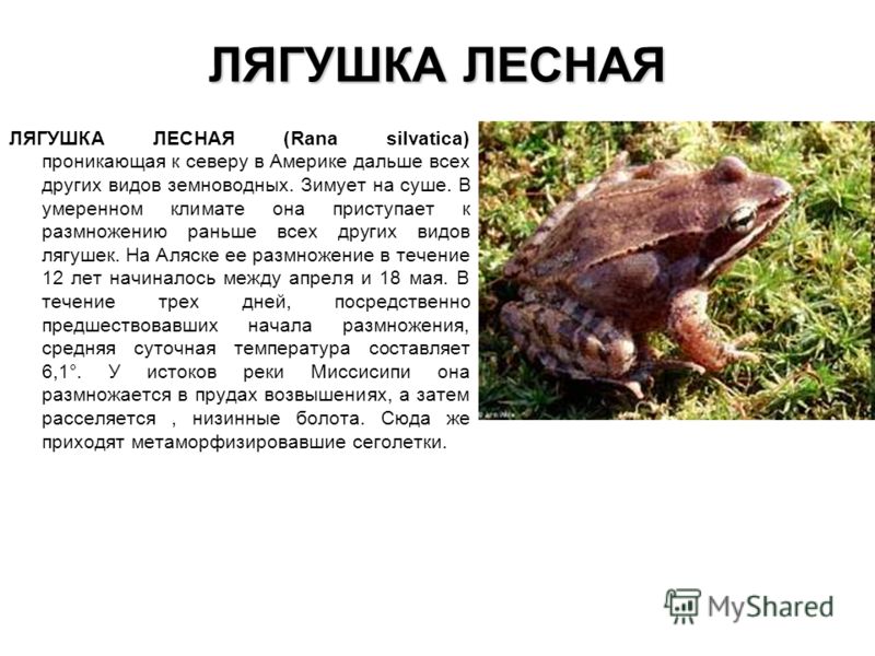 Проект про лягушку 3 класс