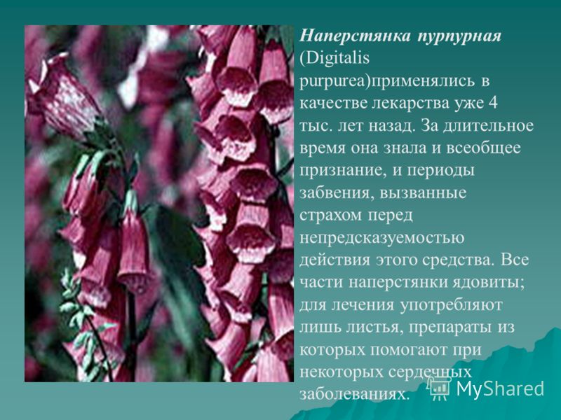 Наперстянка дигиталис Пурпуреа