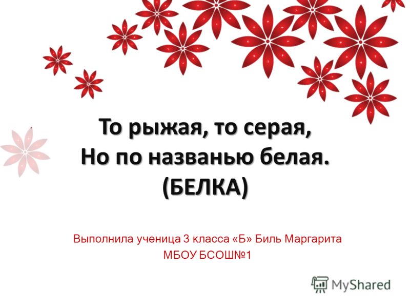 как питается маргарита королева как питается маргарита королева