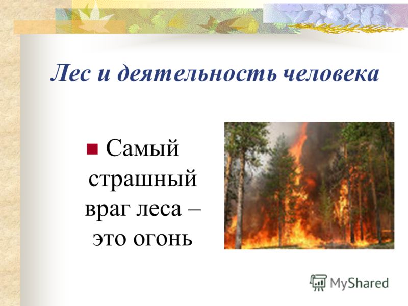 Лес и деятельность человека Самый страшный враг леса – это огонь
